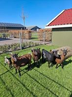 Mooie dwerggeitjes, Dieren en Toebehoren, Vrouwelijk, Geit