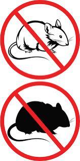 Last van muizen en of ratten ( ter bestrijding ), Diensten en Vakmensen, Ongediertebestrijding