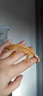 Poss vrouw Red Extreme Harlequin wimpergekko, Dieren en Toebehoren, Hagedis, Tam, 0 tot 2 jaar