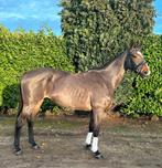 Super lieve merrie te koop!, Dieren en Toebehoren, Paarden, Merrie, 11 jaar of ouder, Gechipt, Recreatiepaard