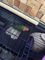 Agapornis, Geslacht onbekend, Dwergpapegaai of Agapornis, Tam