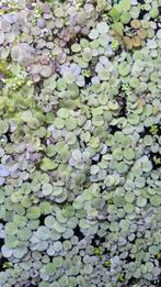 Drijfplantjes aquarium - Salvinia minima, Ophalen of Verzenden, Zo goed als nieuw, Plant(en), Steen of Hout