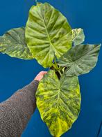Alocasia Gageana Aurea Variegata p12 (4)