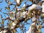 Corylus avellana 'Contorta' Kronkelhazelaar Paas-katjes, Tuin en Terras, Planten | Tuinplanten, Ophalen of Verzenden, Zomer, Overige soorten