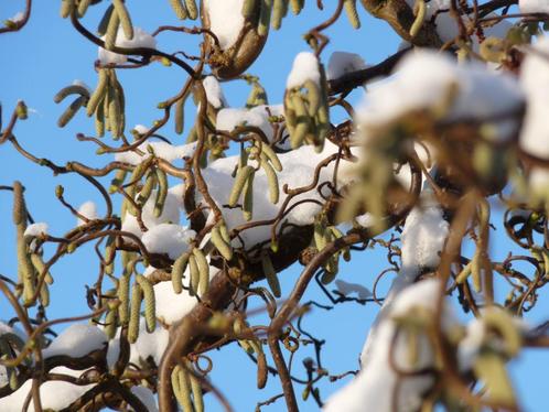 Corylus avellana 'Contorta' Kronkelhazelaar Paas-katjes, Tuin en Terras, Planten | Tuinplanten, Overige soorten, Volle zon, Zomer