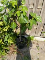 Vijg, Ophalen of Verzenden, Minder dan 100 cm, Vijgenboom