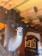 Opgezet hert springbok kop taxidermie, Verzamelen, Dierenverzamelingen, Ophalen, Zo goed als nieuw, Hert, Gewei of Kop