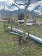 2 mooie oude appelbomen, Ophalen, Volle zon, Appelboom, 100 tot 250 cm