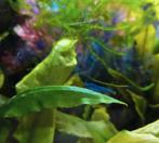 Blue dream garnalen(blue dream shrimp)/ blauwe garnalen, Kreeft, Krab of Garnaal
