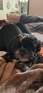 Laatste pup van het nest zwart teefje, 8 tot 15 weken, Meerdere, Meerdere dieren, Klein