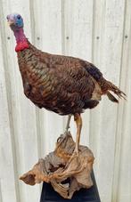 Opgezette kalkoen, taxidermie, Ophalen, Zo goed als nieuw, Vogel, Opgezet dier
