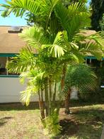 10 x Ptychosperma Macarthurii palmzaden, Ophalen, Gehele jaar, Zaad