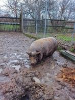 Varkentje te koop, 6 jaar of ouder, Vrouwelijk, Varken