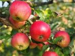 Goedkope fruitbomen appelbomen perenbomen pruimenbomen, Ophalen of Verzenden, In pot, Appelboom, Lente