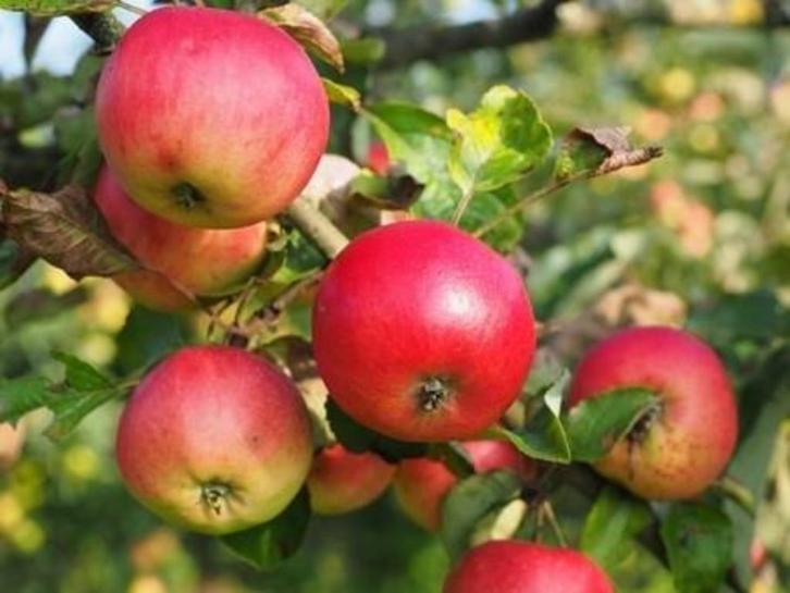 Goedkope fruitbomen appelbomen perenbomen pruimenbomen, Tuin en Terras, Planten | Fruitbomen, Appelboom, Lente, In pot, Ophalen of Verzenden