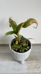 Bananenplant met stekjes zonder pot, Huis en Inrichting, Kamerplanten, Overige soorten, Minder dan 100 cm, Halfschaduw, Ophalen