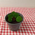 Te koop pannenkoekplant stekjes en alovera stekjes, Ophalen of Verzenden, Halfschaduw, Minder dan 100 cm