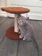 Prachtige raszuivere  Britse korthaar kitten nog een te koop, Meerdere dieren