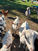 Geitenbok, Dieren en Toebehoren, Schapen, Geiten en Varkens, Mannelijk, Geit, 0 tot 2 jaar