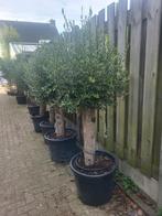 Zeer mooie olijfbomen uitzoeken !!, Volle zon, Ophalen of Verzenden, 100 tot 250 cm, Olijfboom
