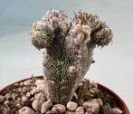 Astrophytum Myriostigma cv Huboki, Huis en Inrichting, Kamerplanten, Cactus, Ophalen of Verzenden