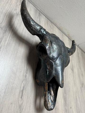 Stieren Schedel Wanddecoratie beschikbaar voor biedingen