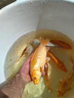 Koi,s   wisseld aanbod, Karper of Koi