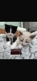 Kitten, Dieren en Toebehoren, Katten en Kittens | Raskatten | Korthaar, Meerdere dieren