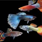 Prachtige gekleurde Guppen - mannen en vrouwen, Vis, Zoetwatervis, Schoolvis