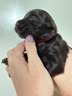 Labradoodle puppys, 8 tot 15 weken, Parvo, Meerdere, Meerdere dieren