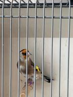 Bloemputters, Meerdere dieren, Wildzangvogel