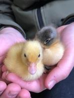 Oud-Hollandse kwaker kuikentjes | Gesekste eenden kuikens, Meerdere dieren, Eend