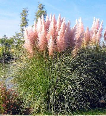 Pampasgras roze in 2 5 liter pot. beschikbaar voor biedingen