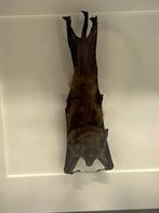 Opgezette vleermuis in lijst 16 x 16 cm, Verzamelen, Dierenverzamelingen, Ophalen of Verzenden, Zo goed als nieuw, Insect, Opgezet dier