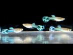 Aqua blue/blauwe guppy kruising project, Dieren en Toebehoren, Vissen | Aquariumvissen, Vis, Zoetwatervis