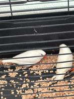 Witte zebravinken (1-1 en 2-0) evt. met nette ruime kooi, Dieren en Toebehoren, Meerdere dieren, Tropenvogel
