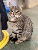 Boerderij kittens en katten (poezen), Poes, Kortharig