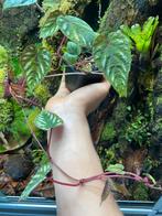 Cissus discolor - terrariumplant, Ophalen of Verzenden, Overige soorten, Minder dan 100 cm