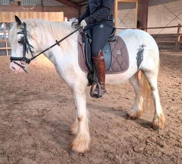 Superbrave 5 jr tinker kinderpony van ca 1,30 mtr beschikbaar voor biedingen