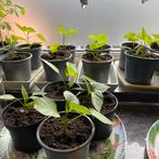 Rode paprika stekjes, Tuin en Terras, Planten | Tuinplanten, Zomer, Ophalen of Verzenden, Groenteplanten, Eenjarig