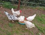 Te koop 6 witte leghoorn hennen