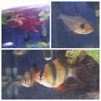 Aquarium vissen betta sumatranen fantoomzalm, Vis