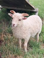 Ouessant ramlam, Dieren en Toebehoren, Schapen, Geiten en Varkens, Mannelijk, Schaap, 0 tot 2 jaar