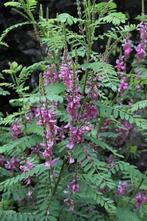 zaden van de Indigofera Splendens vaste heester, Ophalen of Verzenden, Voorjaar, Volle zon, Zaad