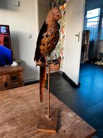 GRATIS papegaai beeld ijzer, Ophalen, Zo goed als nieuw, Vogel, Beeldje of Figuurtje