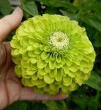 Nr 19/ zaad van Zinnia Green Lime - biol. gekweekt, Ophalen of Verzenden, Voorjaar, Volle zon, Zaad