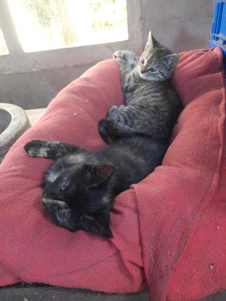 Te koop: twee jonge poezen (zusjes), Dieren en Toebehoren, Katten en Kittens | Overige Katten, Kortharig, Geslacht onbekend, 0 tot 2 jaar