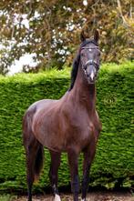 Stalmedewerker/Ruiter (allround medewerker) gezocht!, Diensten en Vakmensen, Dieren | Paarden | Verzorging, Oppas en Les