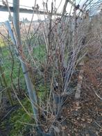 Rode bessen struiken in 20 l pot, Ophalen, Overige soorten, 100 tot 250 cm