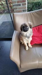 maltipoo pups  ( laatste pupje  teefje ), Dieren en Toebehoren, Parvo, Nederland, 15 weken tot 1 jaar, Overige rassen